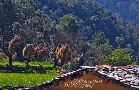 PAWAN THAKUR PHOTOGRAPHY